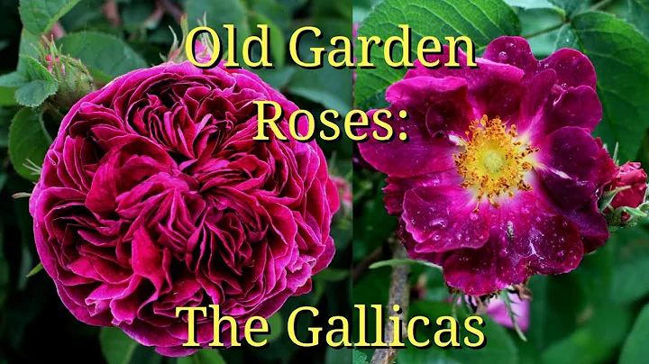Old Garden Roses: The Gallicas