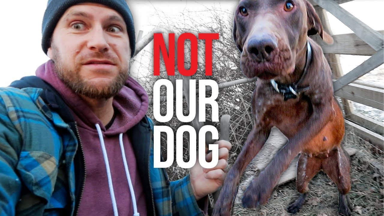 These hunting dogs tried to eat our chickens! YouTube