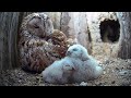Tawny Owls So Caring With Long Awaited Chicks Luna Bomber Wild Lives Robert E Fuller Tawny Owls So Caring With Long Awaited Chicks Luna Bomber Wild Lives Robert E Fuller