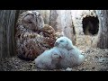 Tawny owls so caring with long awaited chicks  luna  bomber  wild lives  robert e fuller