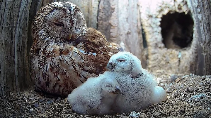 Tawny Owls So Caring With Long Awaited Chicks | Luna & Bomber | Wild Lives | Robert E Fuller