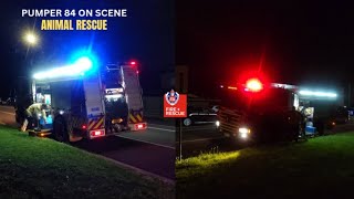 ANIMAL RESCUE | Fire + Rescue NSW - P84, TR8 ON-SCENE