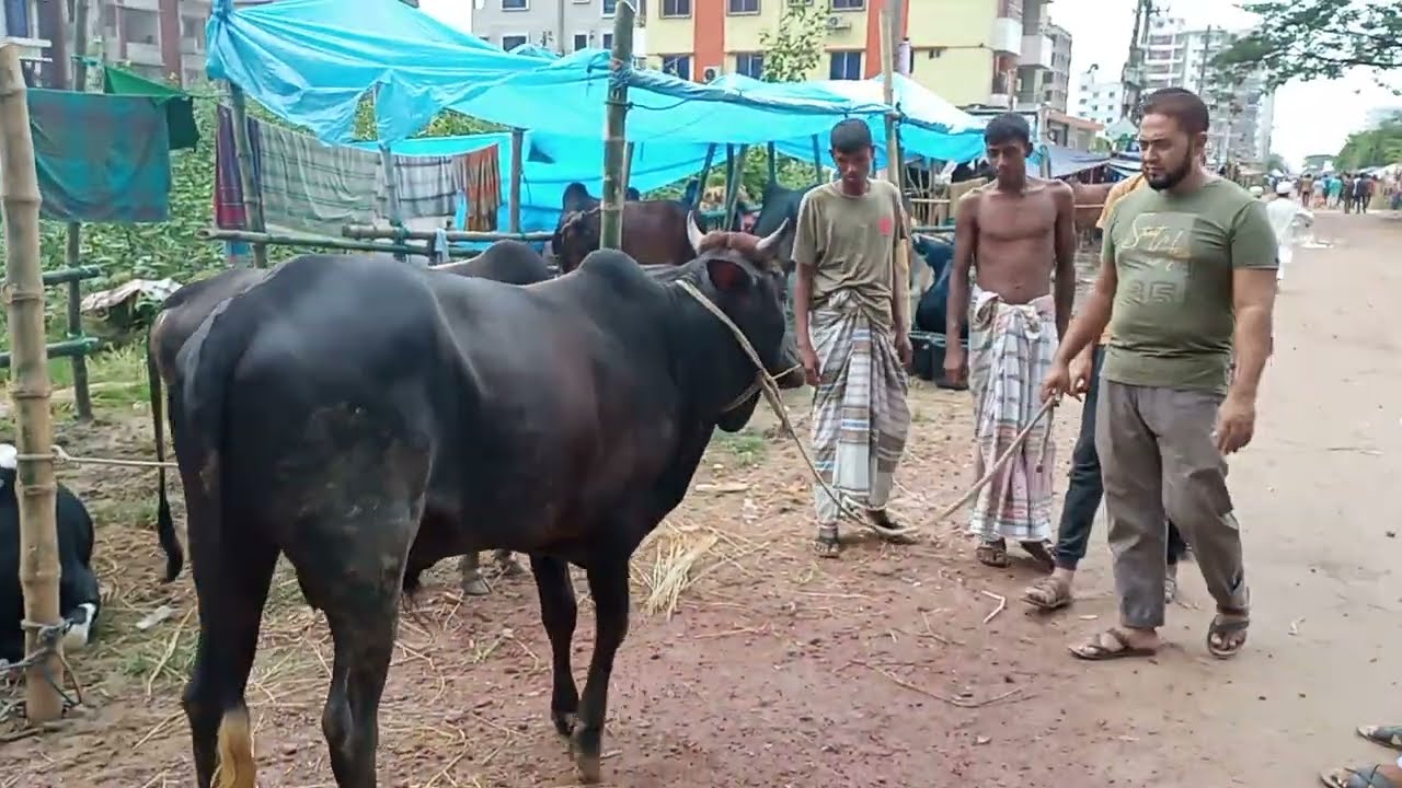 aftabnagar-gorur-hat-dhaka-popular-cow-market-for-eidul-ajha-2022