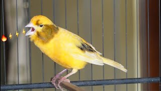 Extraordinary ! many canaries sing along after listening to this song
