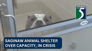 ‘We are absolutely drowning’: Saginaw animal shelter in crisis