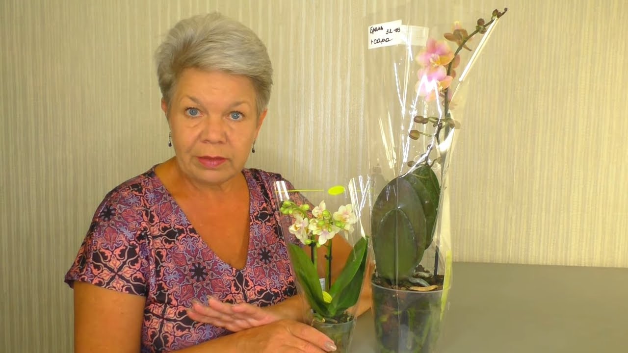 ЩИТОВКА на Орхидее !!! Орхидеи с СЮРПРИЗОМ. Новинки - Покупки. КАРАНТИН !!!