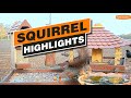 Squirrel Highlights Nov. 2021 - Recke, Germany