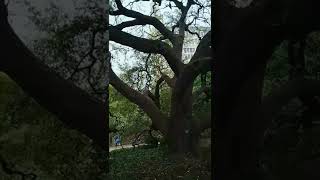 ¡Roble vivo en el Álamo! 🌳 (San Antonio, Texas)