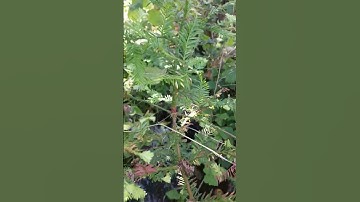 Coastal sequoia new growth #sequoia #sequoiatree #trees #tree