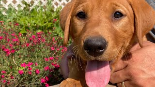 Calm & Snuggly Fox Red Labrador Red Female Puppy 9 weeks by Wild Country Ranch 1,063 views 10 months ago 1 minute, 35 seconds