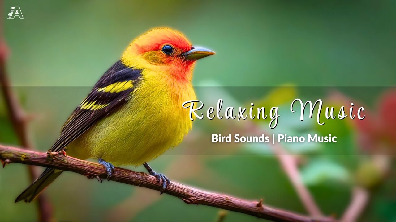 Relaxing Piano & Bird Sounds | Beautiful Music for Deep Sleep, Study ...
