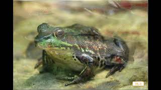 Knowledge 8; Lesson 7 Freshwater Habitat