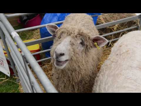 The Talking Sheep!