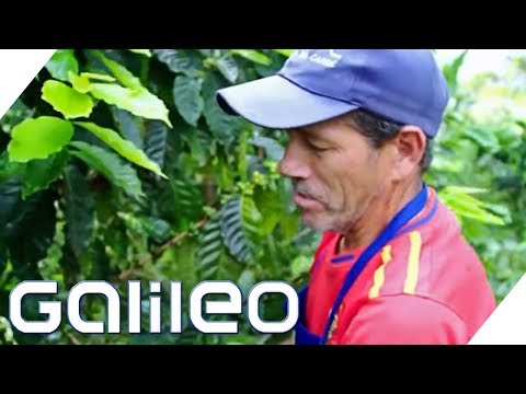 Die harte Arbeit eines Kaffeepflückers | Galileo | ProSieben