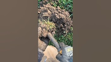 missing coins #metaldetecting the local park#minelabmetaldetector#minelabvanquish440#treasurehunting