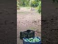 Lion found in the mango garden when the labourers were working in the garden.