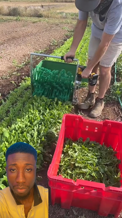 This is beautiful #fypシ #agriculture #vegetables