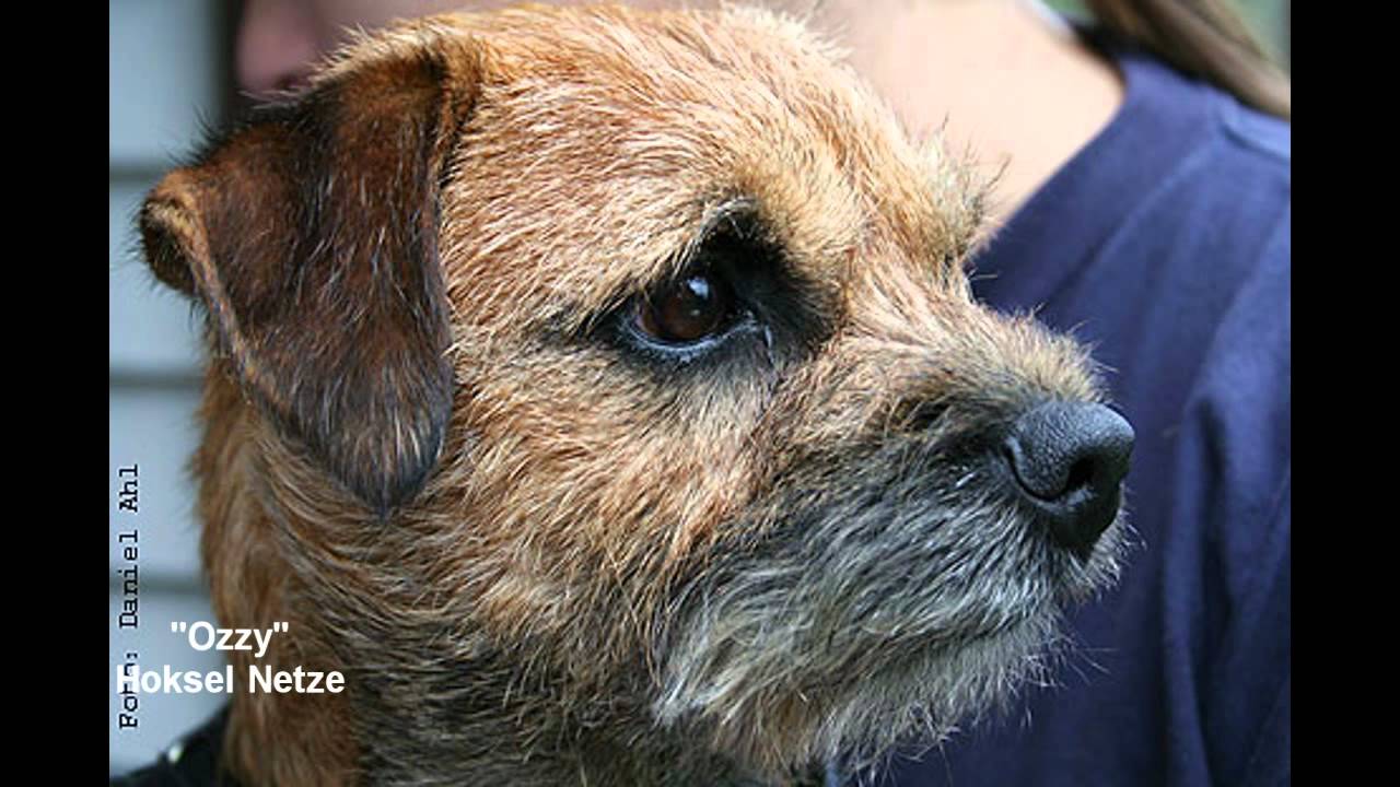 Kennel Crazy Train YouTube