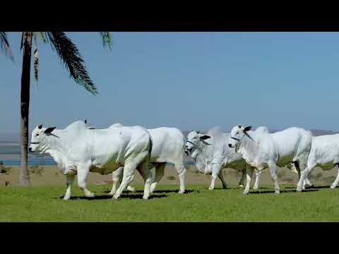 LOTE 11   PCT  ASP  GENÉTICA RYATNA
