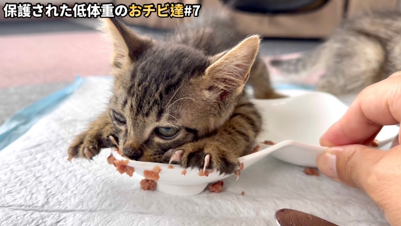 とある方法でこの食べ方が一瞬にして直りました。【保護猫】