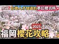 2025福岡賞櫻懶人包🌸 | 秘景賞櫻地櫻花散步 | 夢幻滿開櫻絕景 | 在地人推薦賞櫻一日遊
