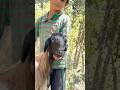 #trending #goat #hesaidshesaidloveinabundance #viral #animals#shorts #shortsfeed