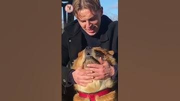 Chow Chow Protects Owner From Stangers