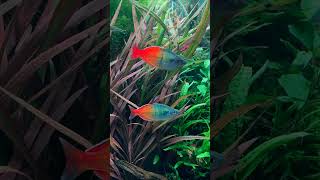 The Best Looking Rainbow Fish Ever shorts