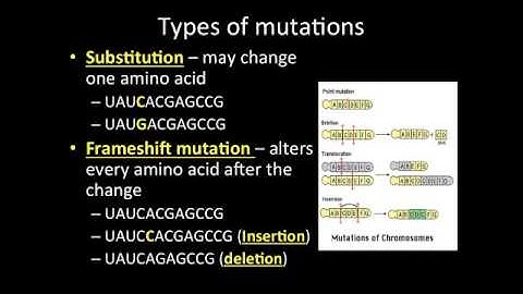 Video Lecture: 6-4 DNA Mutations