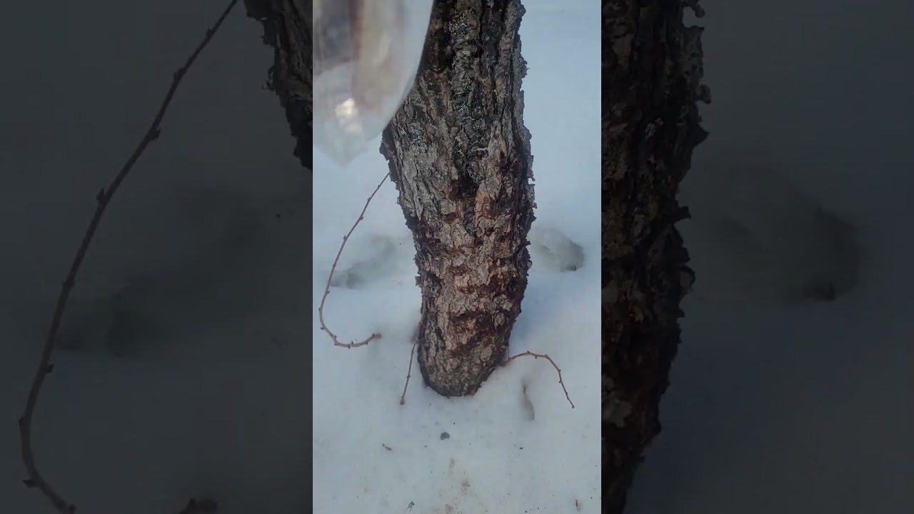 federal 30 gr Speer tnt hp close range vs chicken