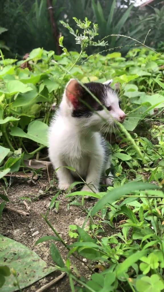 Bébé chaton très mignon