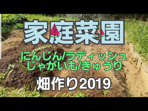 家庭菜園 1 初心者の畑作り 種まき 苗植え にんじんじゃがいもきゅうりラディッシュ Youtube