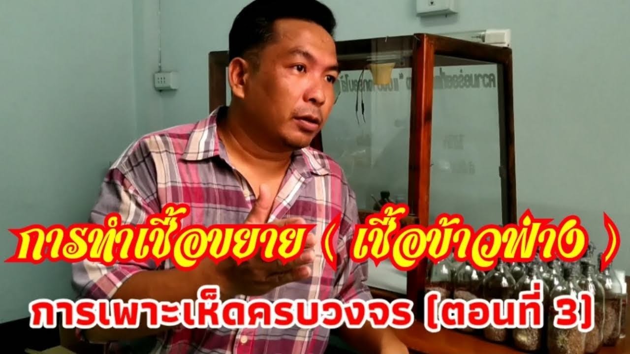 การทำเชื้อเห็ดด้วยตัวเองแบบง่ายเชื้อข้าวฟ่าง (การเพาะเห็ดครบวงจรตอนที่ 3)