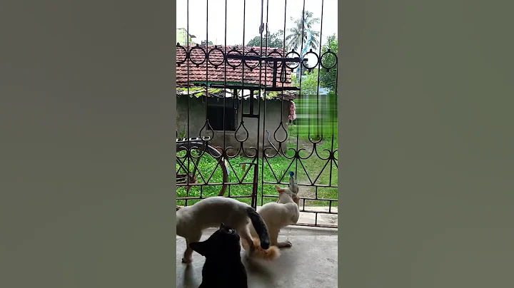 Video 10859591: long funny cat, cat black funny kitten, cats kitten cute black, laugh funny cat, cats catch