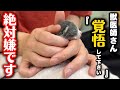 生後6日目の子猫を緊急で病院に連れていきました