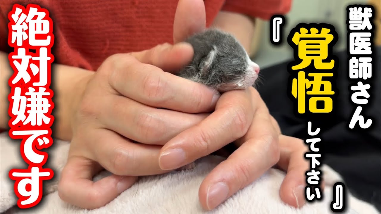生後6日目の子猫を緊急で病院に連れていきました
