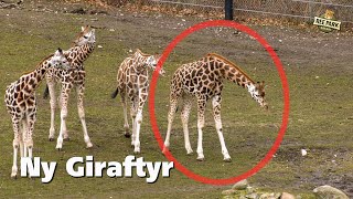 Giraftyren Kobus er flyttet ind