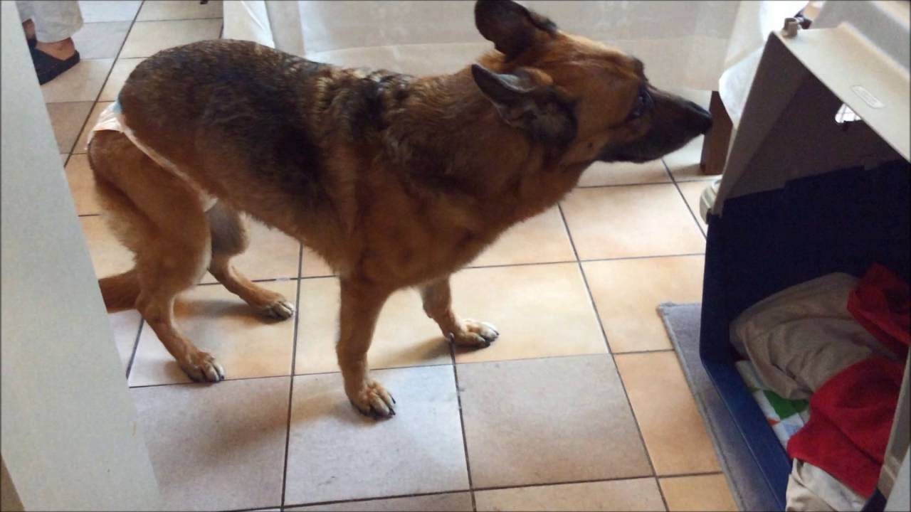 犬の整体 マッサージ 施術後の状態 12 Youtube 犬の整体 マッサージ 施術後の状態 12 Youtube