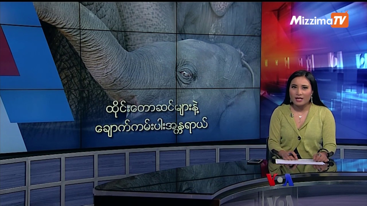 newspaper mockup ထိုင်းတောဆင်များနဲ့ ချောက်ကမ်းပါးအန္တရာယ်