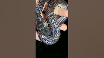 Khắc tinh của một số loài rắn độc | @thegioiran