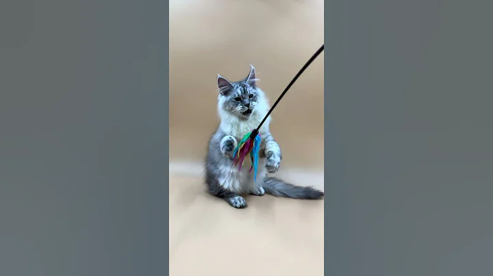 Video 4052031: maine coon kitten, european maine coon, purebred kitties