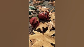 سورة الكافرون _ حالات واتساب _ قرآن كريم _القارئ شريف مصطفى