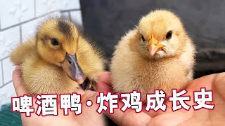 The life of pet chicks and ducklings: the difference in appearance is too great