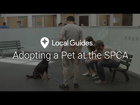 Pet Adoption at the San Francisco SPCA