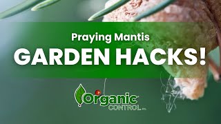 The BEST TIP for Praying Mantises in the Garden