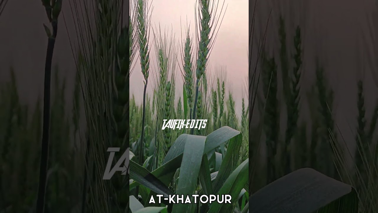 Natural clip | #viral #village #life