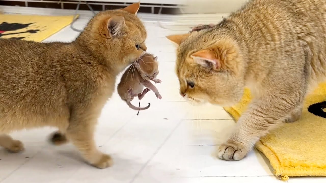 Mom Cat Carries Kitten Meow To Dad Cat So That He Takes Care Of Him YouTube