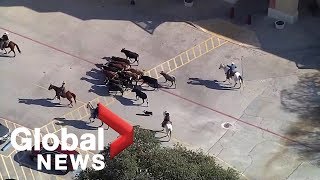 Yee Haw! Salvation Army launches Red Kettle campaign with cattle drive in mall parking lot