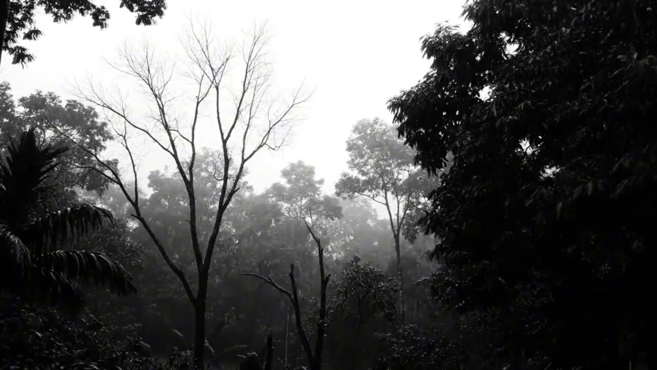 Rainstorm with Thunder and Heavy Rain for Sleep and Relaxation in Forest
