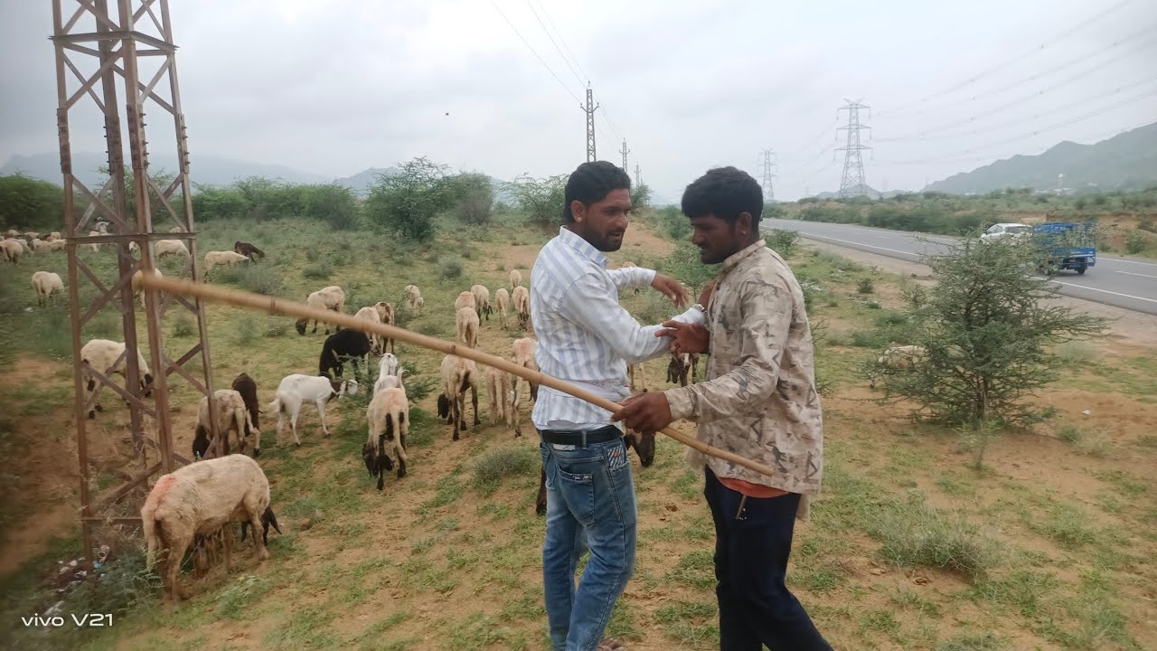 10000 रुपये महीनें कमाने वाले किसान की क़िस्मत कैसे बदल दी एक #भेड़ का live #सौदा #animals7014264479